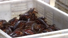 《食用农产品市场销售质量安全监督管理办法》