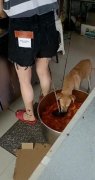 狗在外卖店食桶里进食？官方回应：罚款，停业