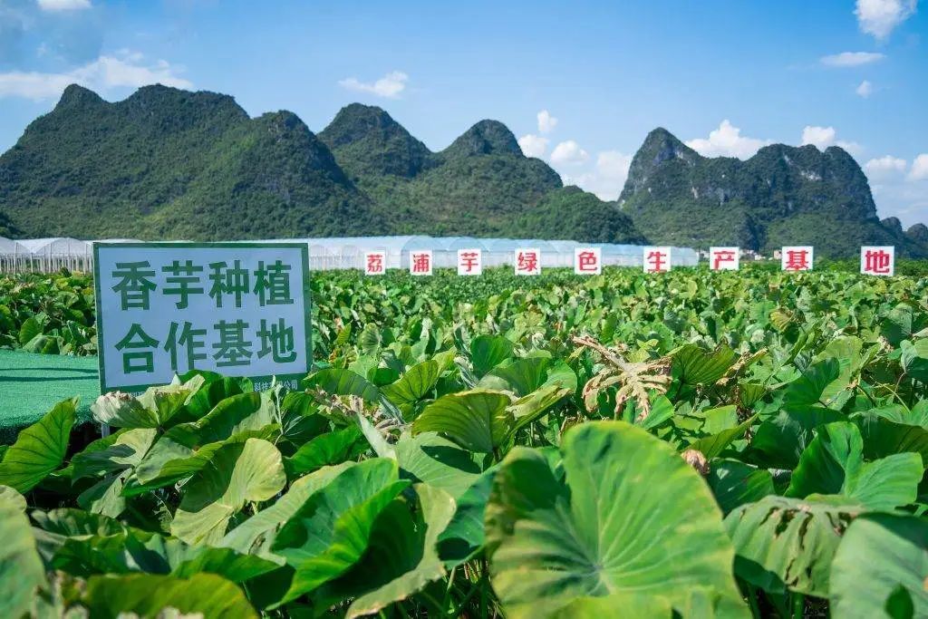喜茶奈雪集体下沉，「茶饮界星巴克」终究是个伪命题