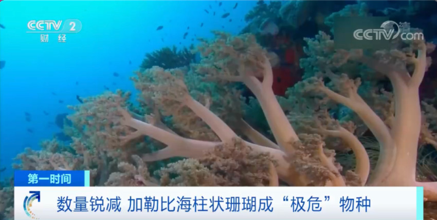 鲍鱼也要灭绝了？已被列入濒危物种红色名录！