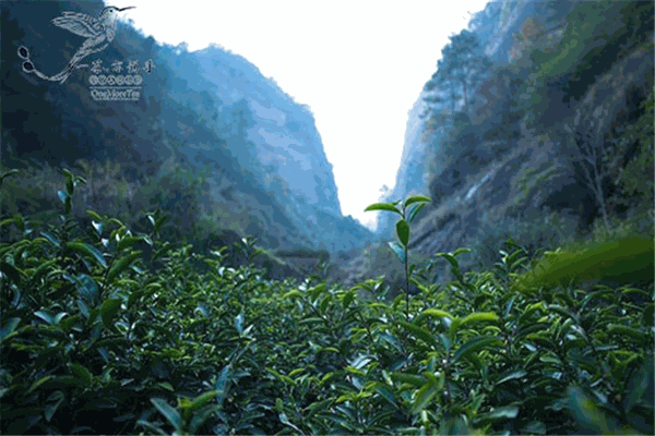 一茶亦悦乎