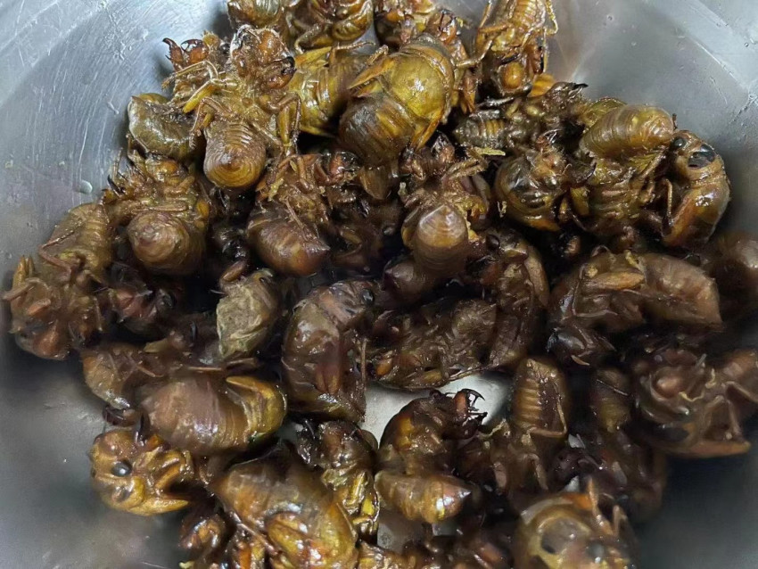 ﻿400元一斤的知了被卖疯了，昆虫美食成餐饮业的新机遇？