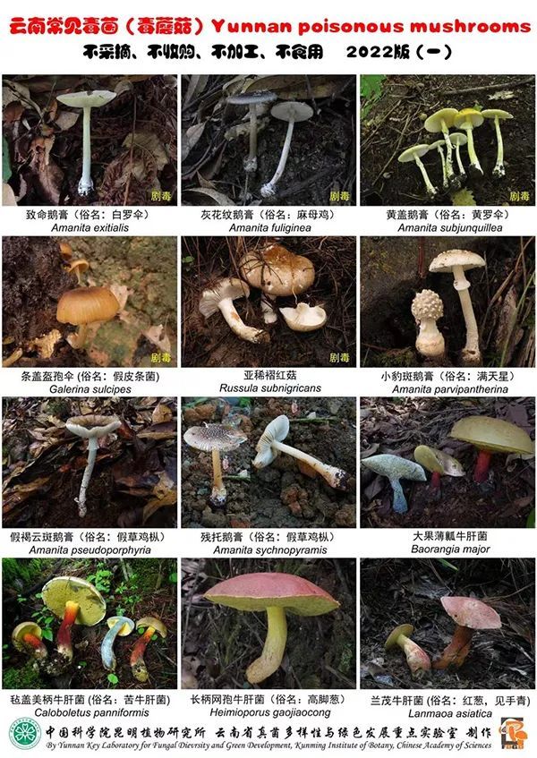 这次，轮到云南菜“出圈”了？