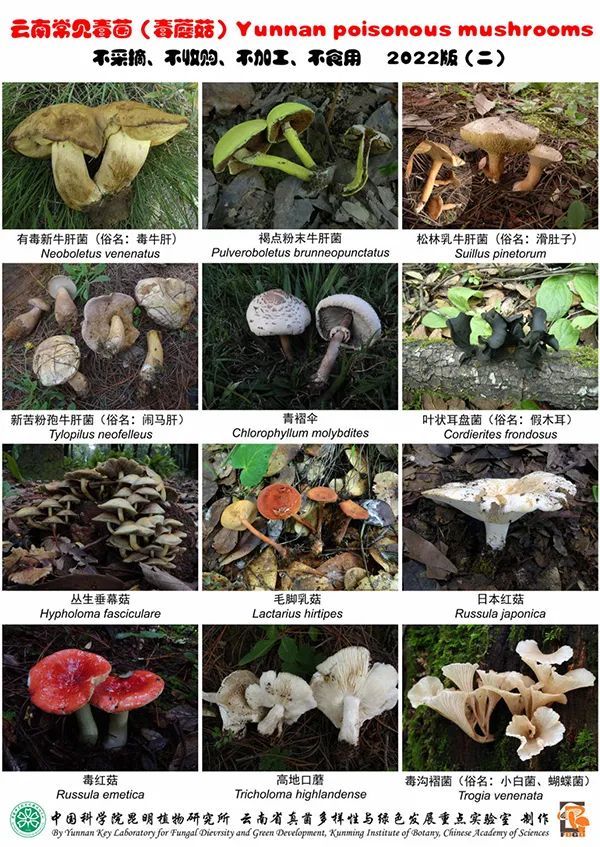 这次，轮到云南菜“出圈”了？