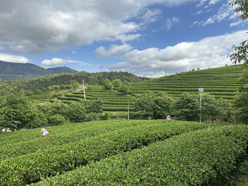 柠檬茶创新造传奇,丘大叔这波上新赢麻了